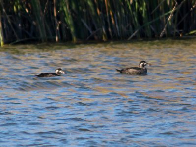SCOTER, SURF (11-22-11) patagonia lake, scc, az -05