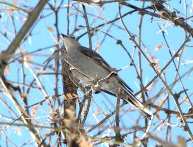SOLITAIRE, TOWNSEND'S (2-2-12) patagonia-sonoita creek preserve, scc, az -02