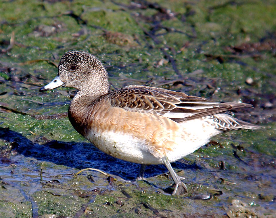 027 - AMERICAN WIGEON (1-9-07) sloco, ca