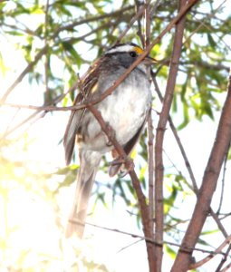SPARROW, WHITE-THROATED (4-1-12) patagonia, scc, az -01