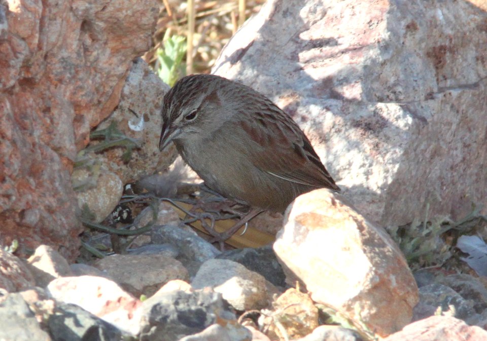 SPARROW, BOTTERI'S (2-21-12) 78 circulo montana, patagonia lake ranch estates, scc, az -01