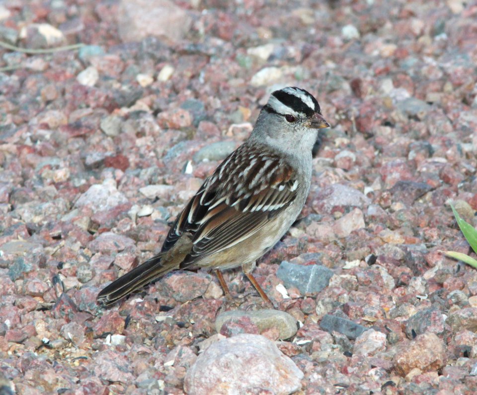 SPARROW, WHITE-CROWNED (10-21-11) 78 circulo montana, patagonia lake ranch estates, scc, az -01