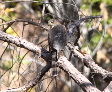 HAWK, SHARP-SHINNED (11-4-11) pena blanca lake, scc, az -01