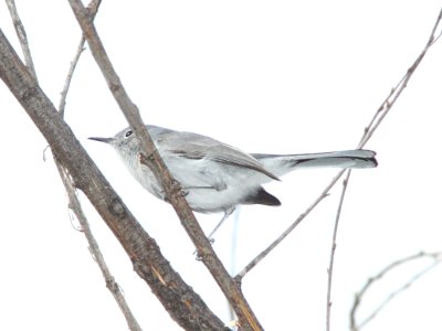 GNATCATCHER, BLACK-CAPPED (1-15-12) sonoita creek state natural area, scc, az -03