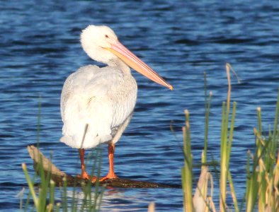PELICAN, WHITE (5-26-12) patagonia lake, scc, az -01