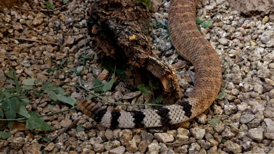 Arizona-Sonora Desert Museum
