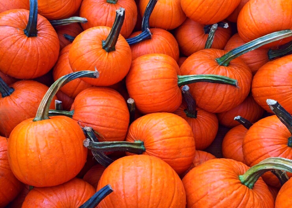 Halloween orange harvest