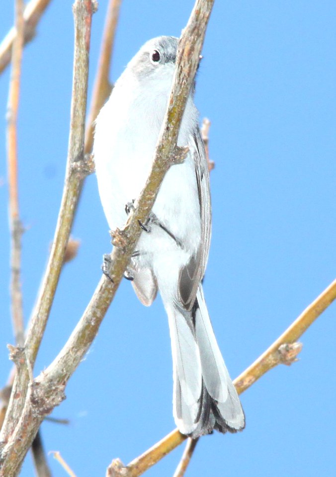 GNATCATCHER, BLACK-CAPPED (2-21-12) below dam, sonoita creek state natural area, scc, az -05