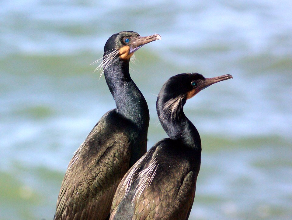 168 - BRANDT'S CORMORANT (3-24-09) piedras blancas, sloco, ca   (1)