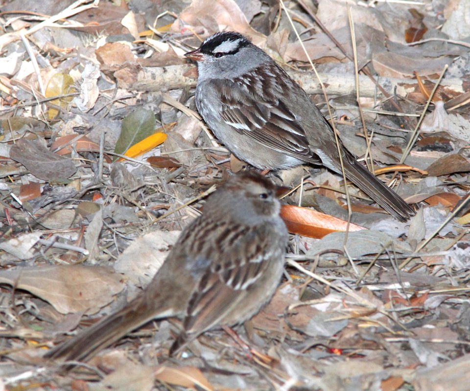 SPARROW, WHITE-CROWNED (2-13-12) oriantha race, santa gertrudis lane, tumacacori, scc, az -01