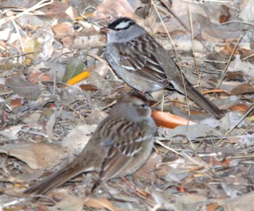 SPARROW, WHITE-CROWNED (2-13-12) oriantha race, santa gertrudis lane, tumacacori, scc, az -01