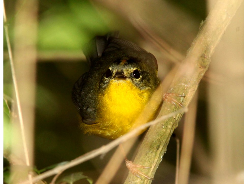 WARBLER, GOLDEN-CROWNED (2-26-12)  frontera audubon, weslaco, tx -01