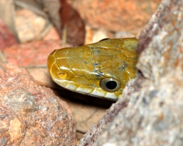 GREEN RATSNAKE (Senticolis triaspis) (3-31-12) humboldt cyn, patagonia mts, scc, az -08