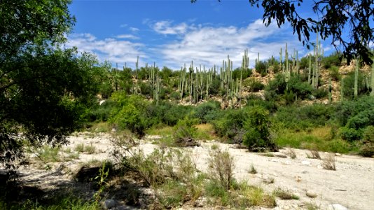 Catalina State Park