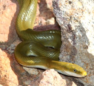 GREEN RATSNAKE (Senticolis triaspis) (3-31-12) humboldt cyn, patagonia mts, scc, az -02