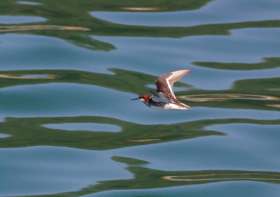 341 - RED-NECKED PHALAROPE (5-9-09) san simeon. slo co, ca (2)