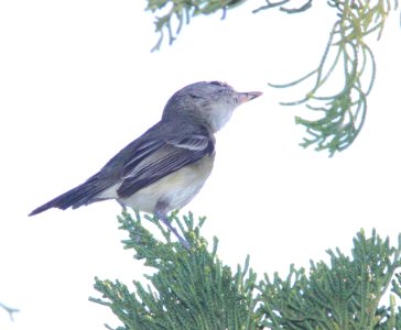 VIREO, BELL'S (3-29-12) patagonia lake , scc, az -01
