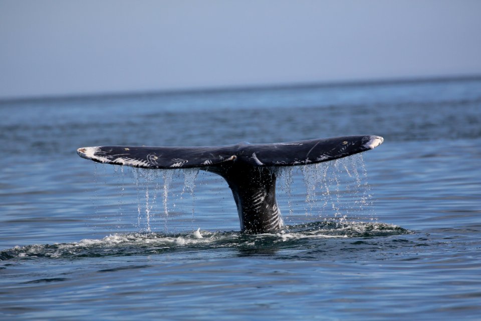 Gray Whales Baja Jan (35)
