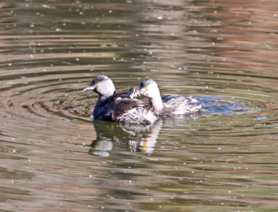 GREBE, LEAST (10-5-11) pena blanca lake, scc, az -03