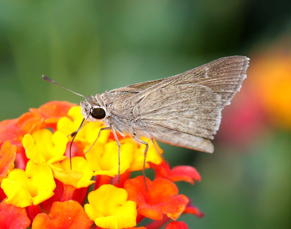 SKIPPER, EUFALA (Lerodea eufala) (10-1-11) harshaw rd, scc, az -01