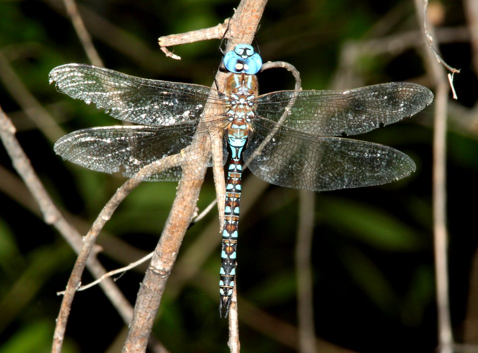 DARNER, BLUE-EYED (Rhionaeschna multicolor) (9-25-11) pena blanca lake, scc, az - 01