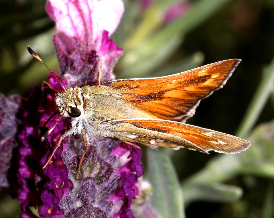 SKIPPER, PAHASKA (Hesperia pahaska) (4-13-13) 78 circulo montana, patagonia lake ranch estates, scc, az -05
