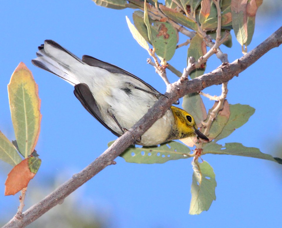 WARBLER, HERMIT (10-5-11) pena blanca lake, scc, az -01