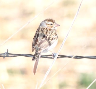 SPARROW, BREWER'S (4-7-12) san rafael grasslands, scc, az -02