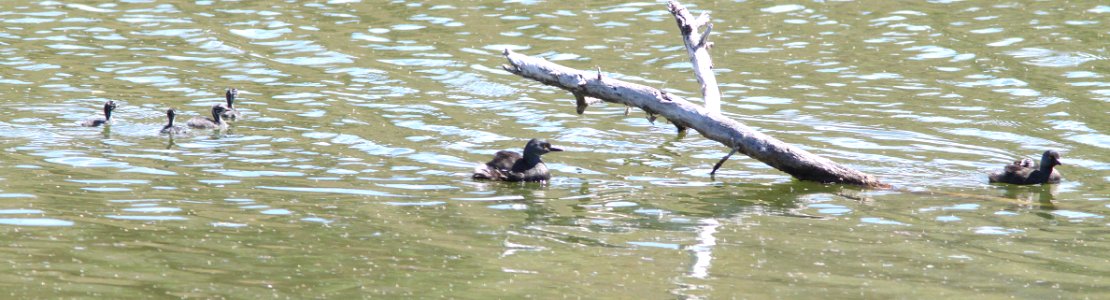 GREBE, LEAST (9-25-11) pena blanca lake, scc, az - 01