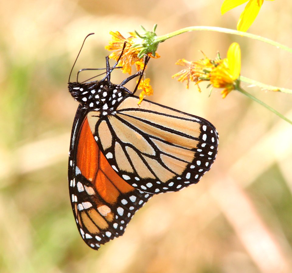 MONARCH (Danaus plexippus) (10-22-11) patagonia lake, scc, az -01