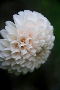 Flor, flors