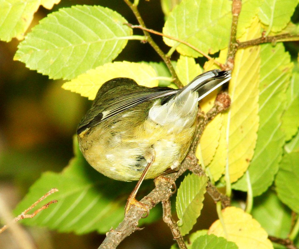 WARBLER, BLACK-THROATED BLUE (11-22-11) south of clark's crossing, santa cruz river, carmen, scc, az -02