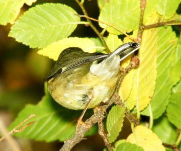 WARBLER, BLACK-THROATED BLUE (11-22-11) south of clark's crossing, santa cruz river, carmen, scc, az -02