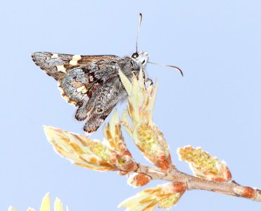 SKIPPER, SHORT-TAILED (Zestusa dorus) (4-4-12) red mountain, patagonia mts, scc, az -05