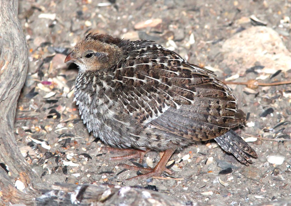 069 - CALIFORNIA QUAIL (6-21-10) juv, canet rd, morro bay, slo co, ca