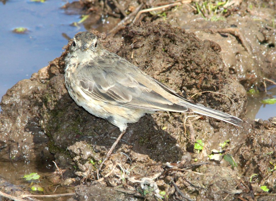 PIPIT, AMERICAN (3-21-12) patagonia lake state park, scc, az -04