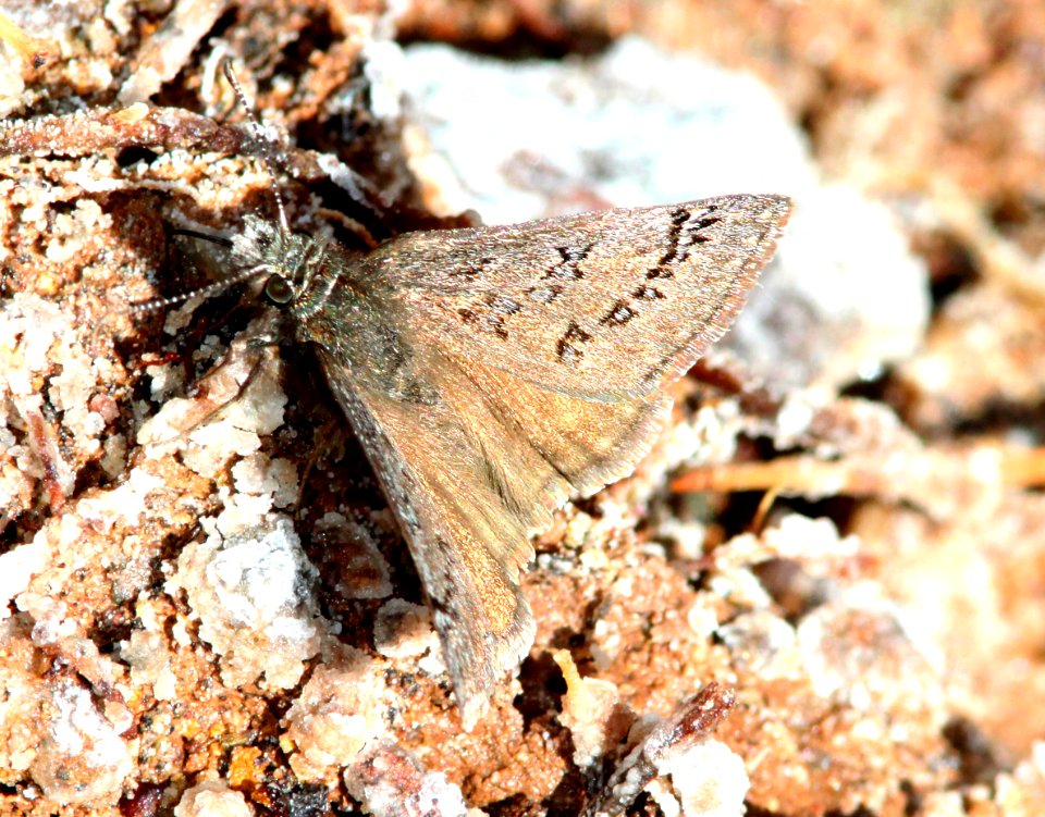DUSKYWING, SLEEPY (Erynnis brizo) (3-31-12) humboldt cyn, patagonia mts, scc, az -01