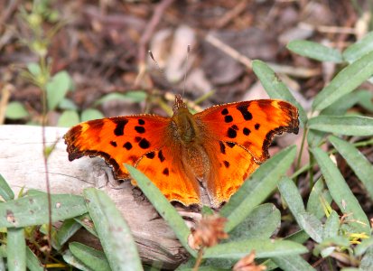COMMA, SATYR (Polygonia satyrus) (10-3-11) sawmill canyon, huachuca mts, cochise co, az -01