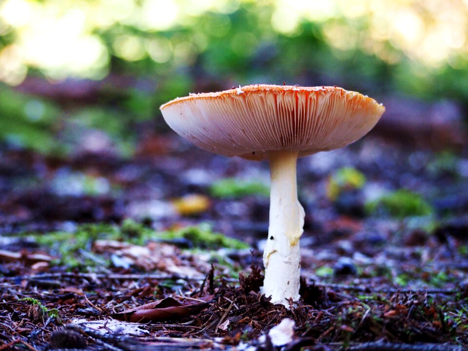 Forest nature seasons