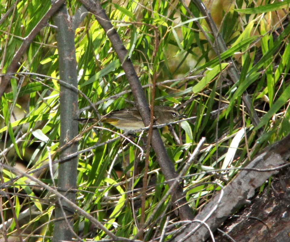 WARBLER, PALM (9-25-11) pena blanca lake, scc, az - 01
