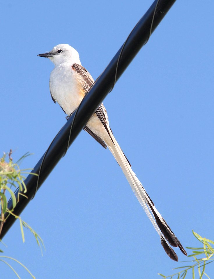 FLYCATCHER, SCISSOR-TAILED (4-17-12) near laredo, tx -01 (11)