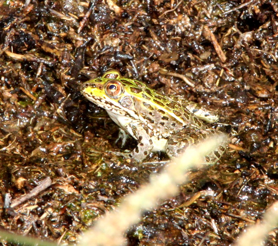 FROG, CHIRICAHUA LEOPARD (Rana chiricahuensis) (9-25-11) pena blanca lake, scc, az - 01