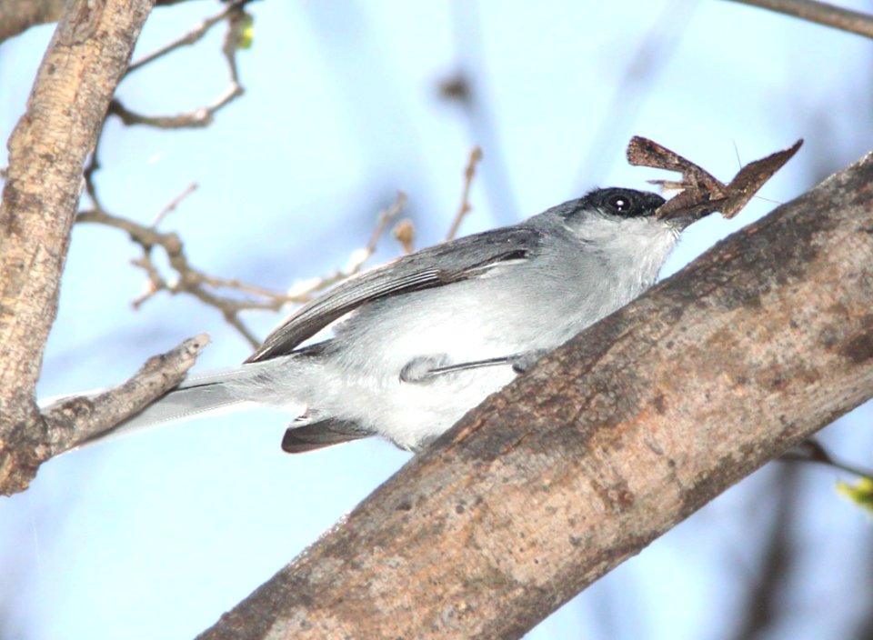 GNATCATCHER, BLACK-CAPPED (4-1-12) patagonia, scc, az -03