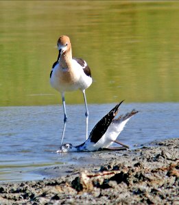 275 & 274 -  AMERICAN AVOCET & juv  BLACK-NECKEDSTILT (7-3-10 ) cholame, slo co, ca  (3)