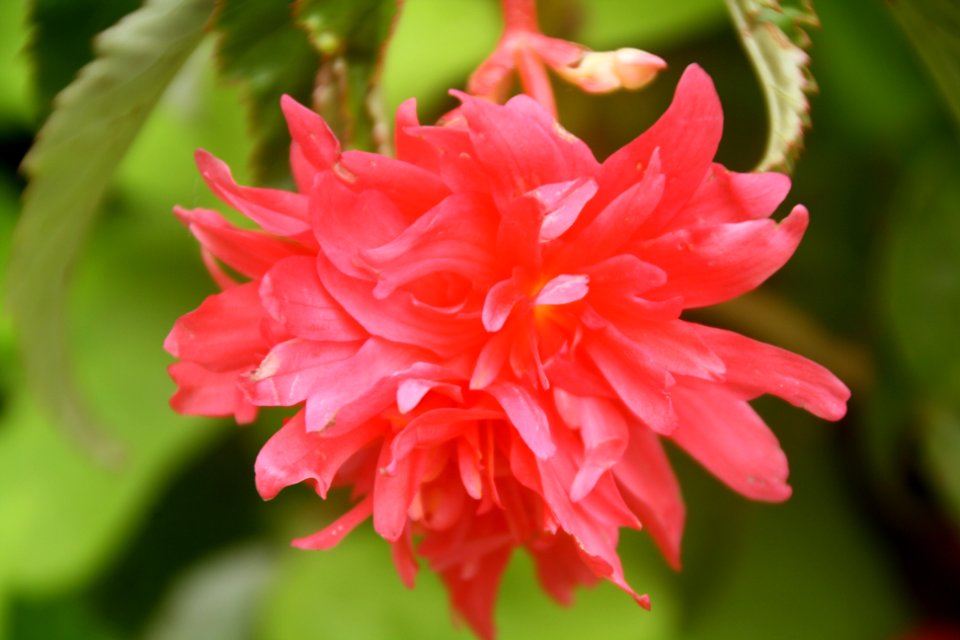 Flor, flors