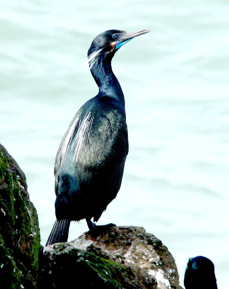 168 - BRANDT'S CORMORANT (3-21-10) piedras blancas, slo co, ca