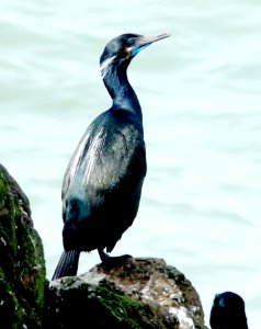 168 - BRANDT'S CORMORANT (3-21-10) piedras blancas, slo co, ca