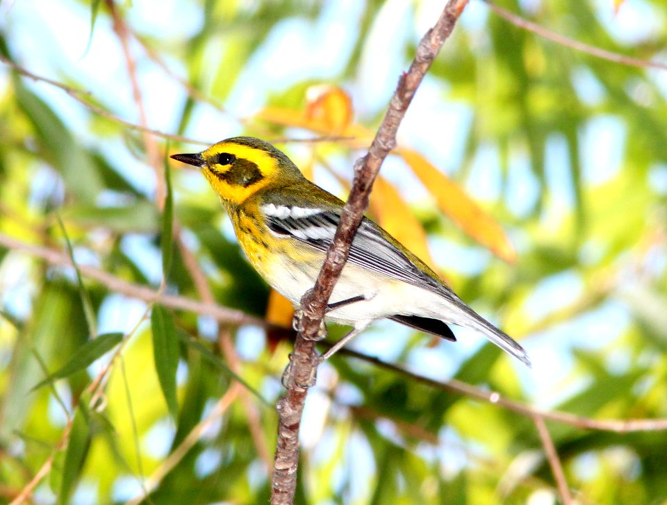 WARBLER, TOWNSEND'S (9-29-11) pena blanca lake, scc, az -02