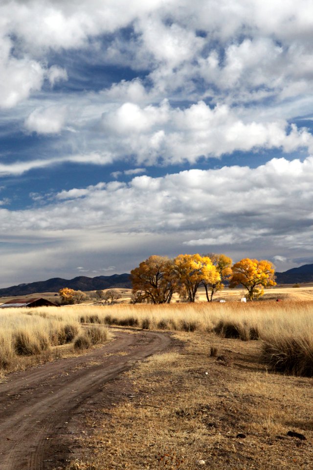 SAN RAFAEL VALLEY GRASSLANDS, SE of Patagonia, scc, az (11-24-11) -12 copy photo