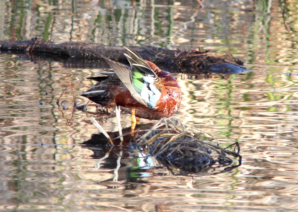 TEAL, CINNAMON (2-19-12) patagonia lake, scc, az -02